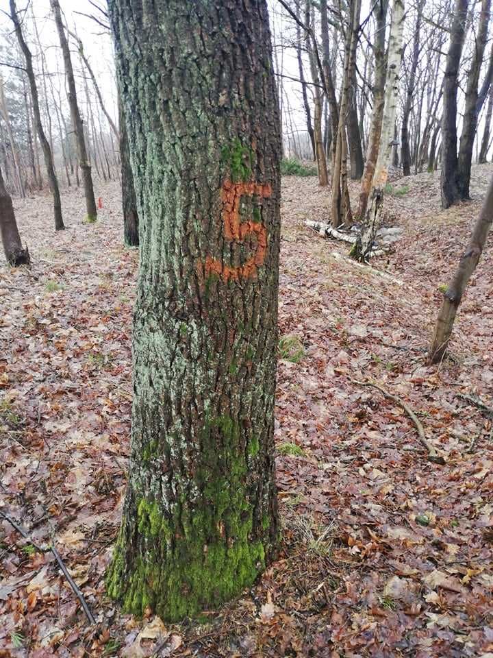 Dąb , Jesion kłoda dębowa