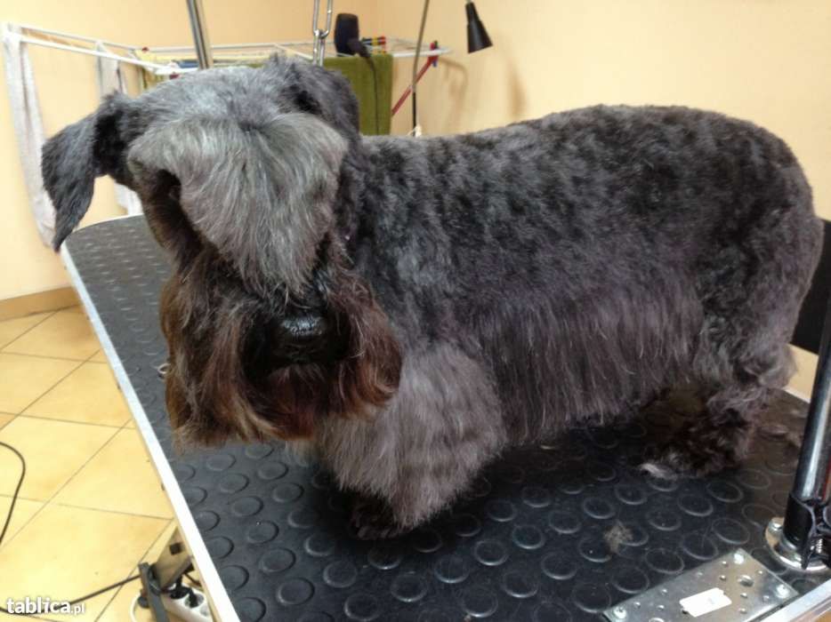 Groomer, DOG&CAT Salon dla psów, psi fryzjer, 17 lat na rynku