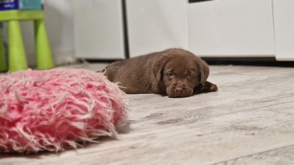 Labrador retriever szczeniaki z rodowodem