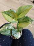 Scindapsus moonlight aurea