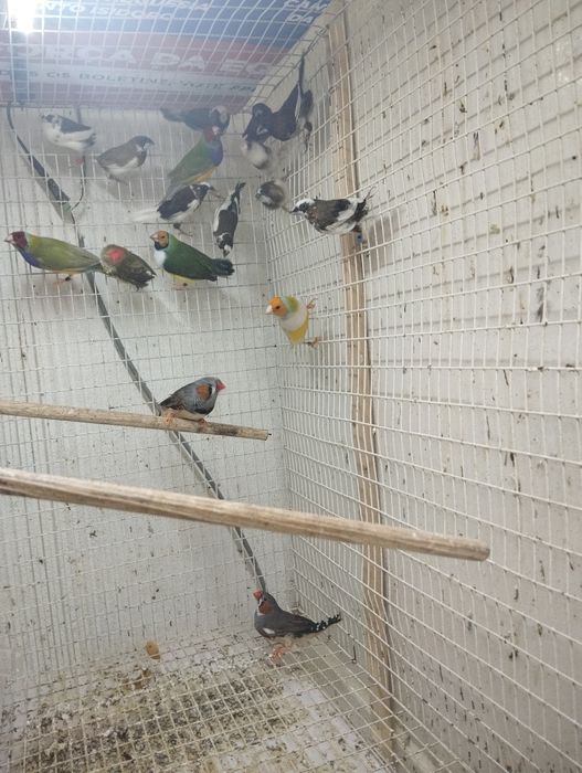 Diamante GOULD machos