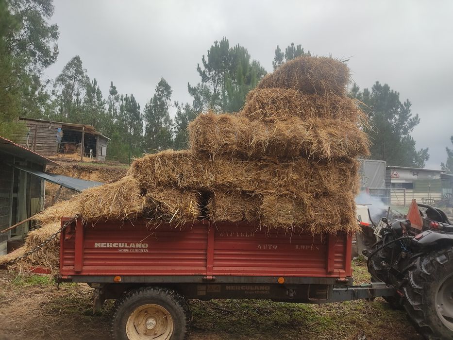 Fardos de palha pequenos
