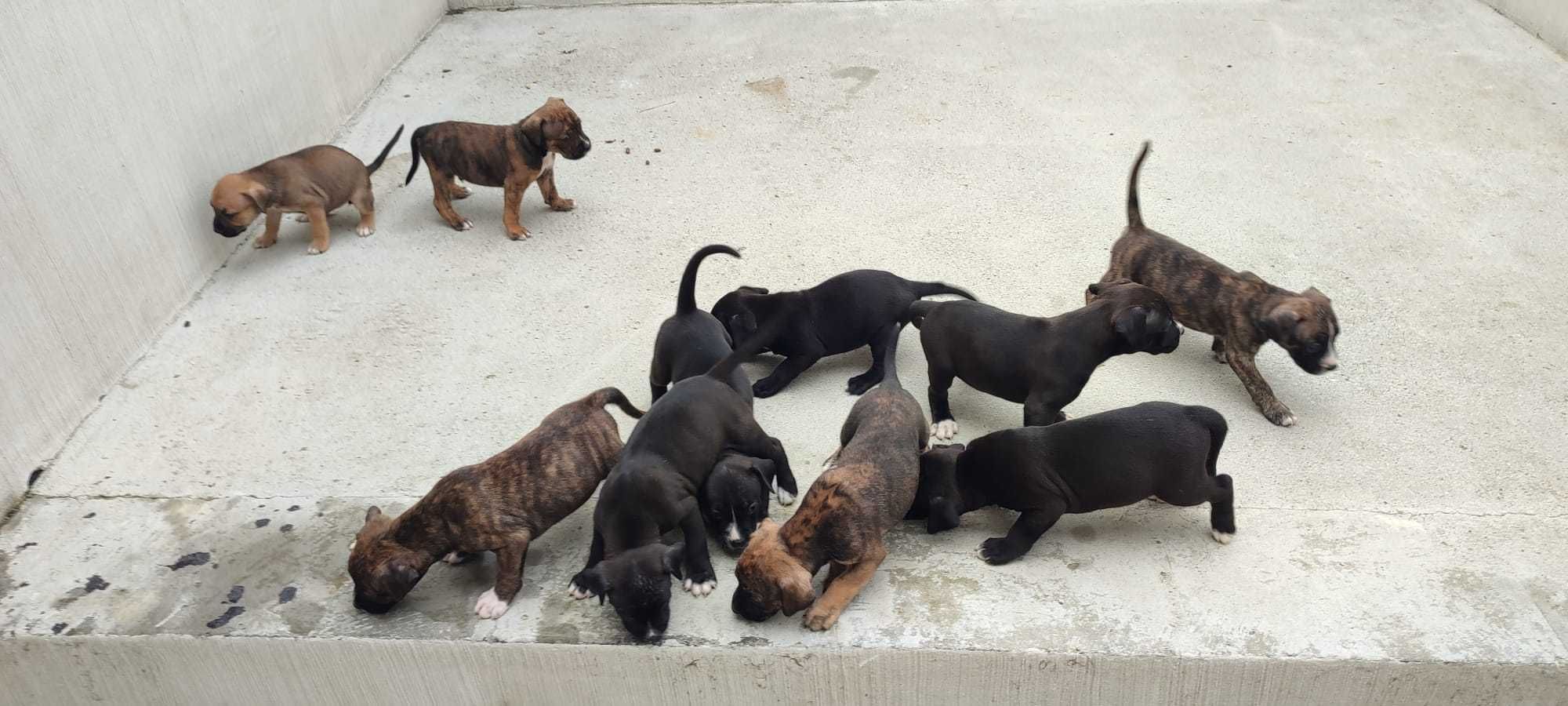 Szczeniaki Tata Bokser Mama Mieszaniec Labrador i coś