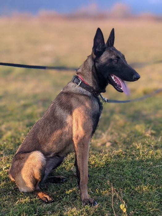 Щенята Бельгійської вівчарки, Малінуа
