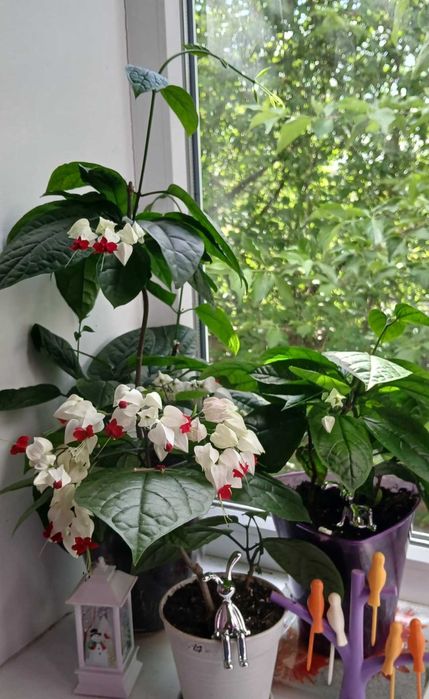 Клероденрум Томпсон