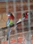 Casal roselas pronto a criar