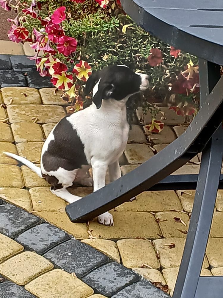 Chart Angielski Whippet śliczny piesek