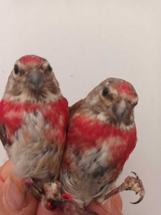 Varias aves anilhadas 2024/2025