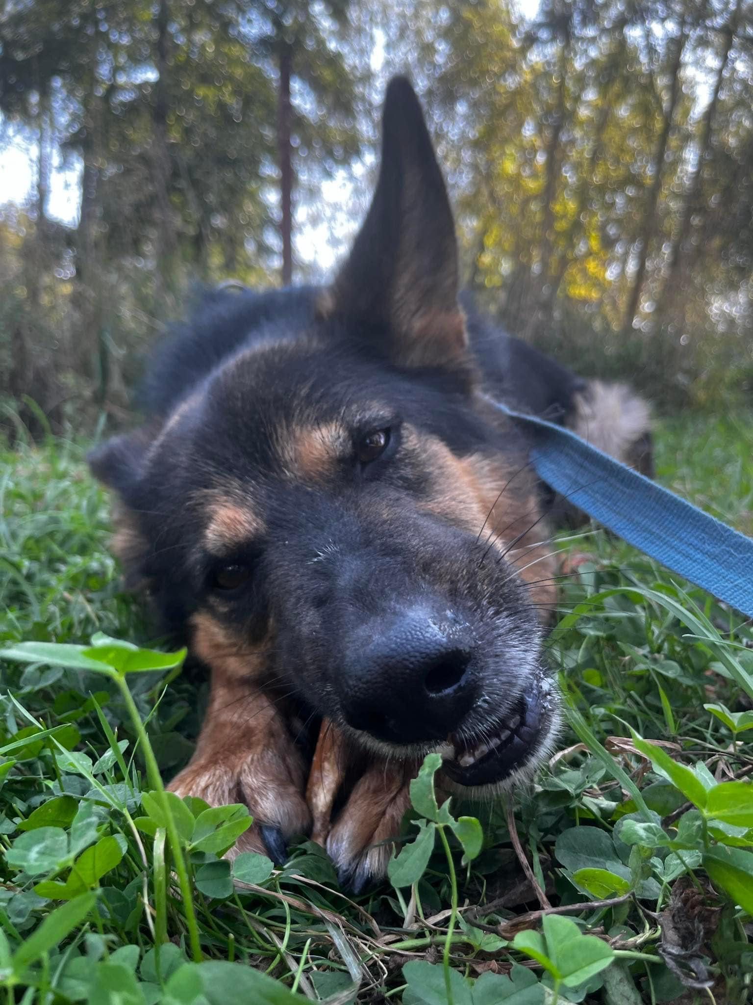 Owczarek niemiecki do adopcji!