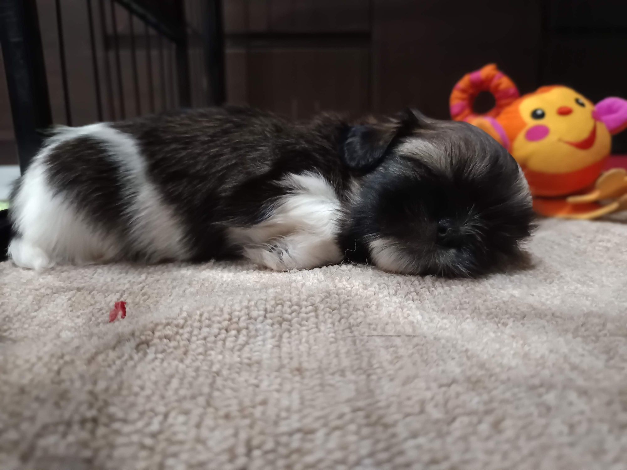 Shih tzu szczenię