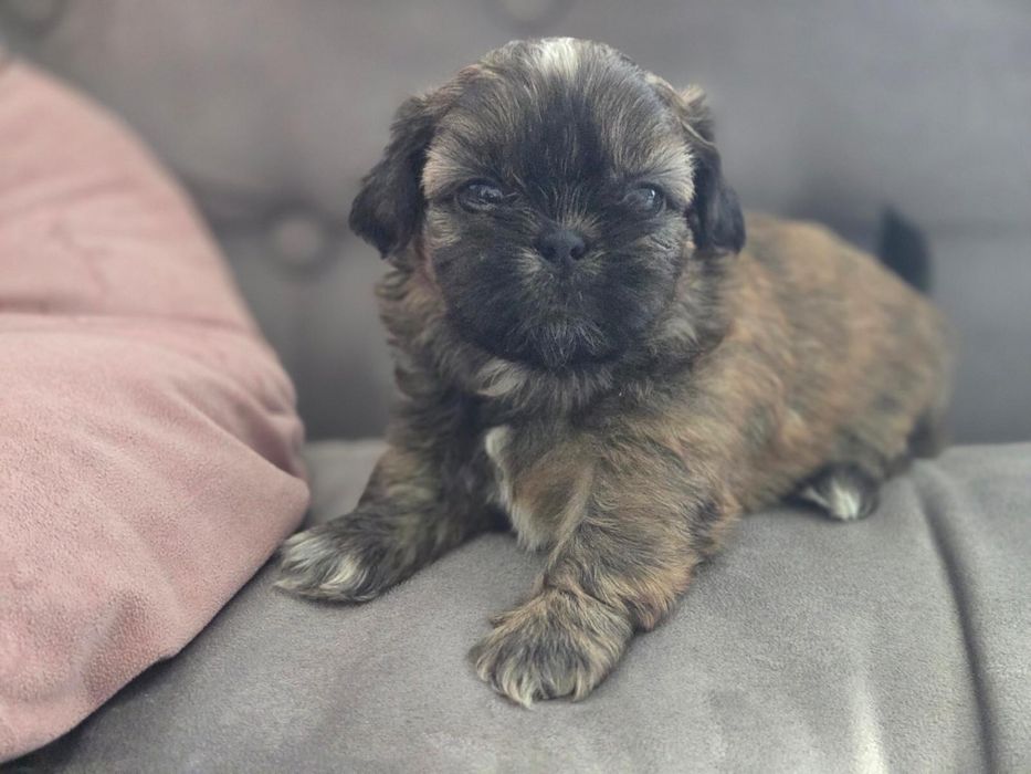 Sliczne piesek Shih Tzu !