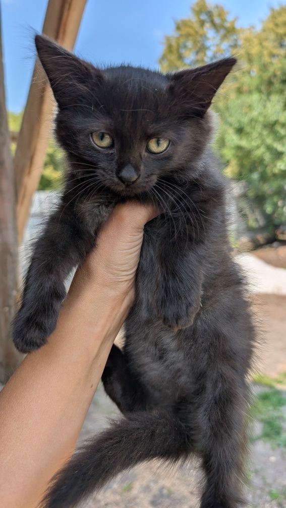 Котята ,кіт , котик