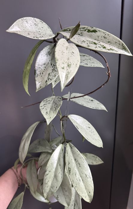 Hoya Publicalyx Pink Silver Ghost- cięta