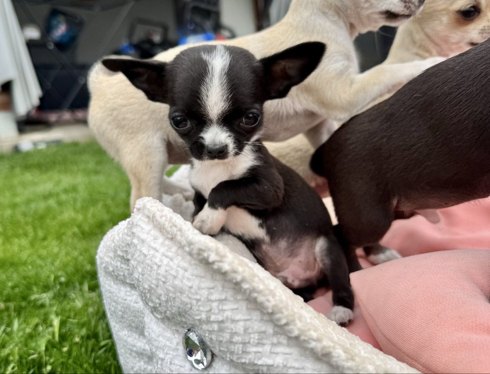 Chihuahua z prawidziwym rodowodem ZkwP FCI