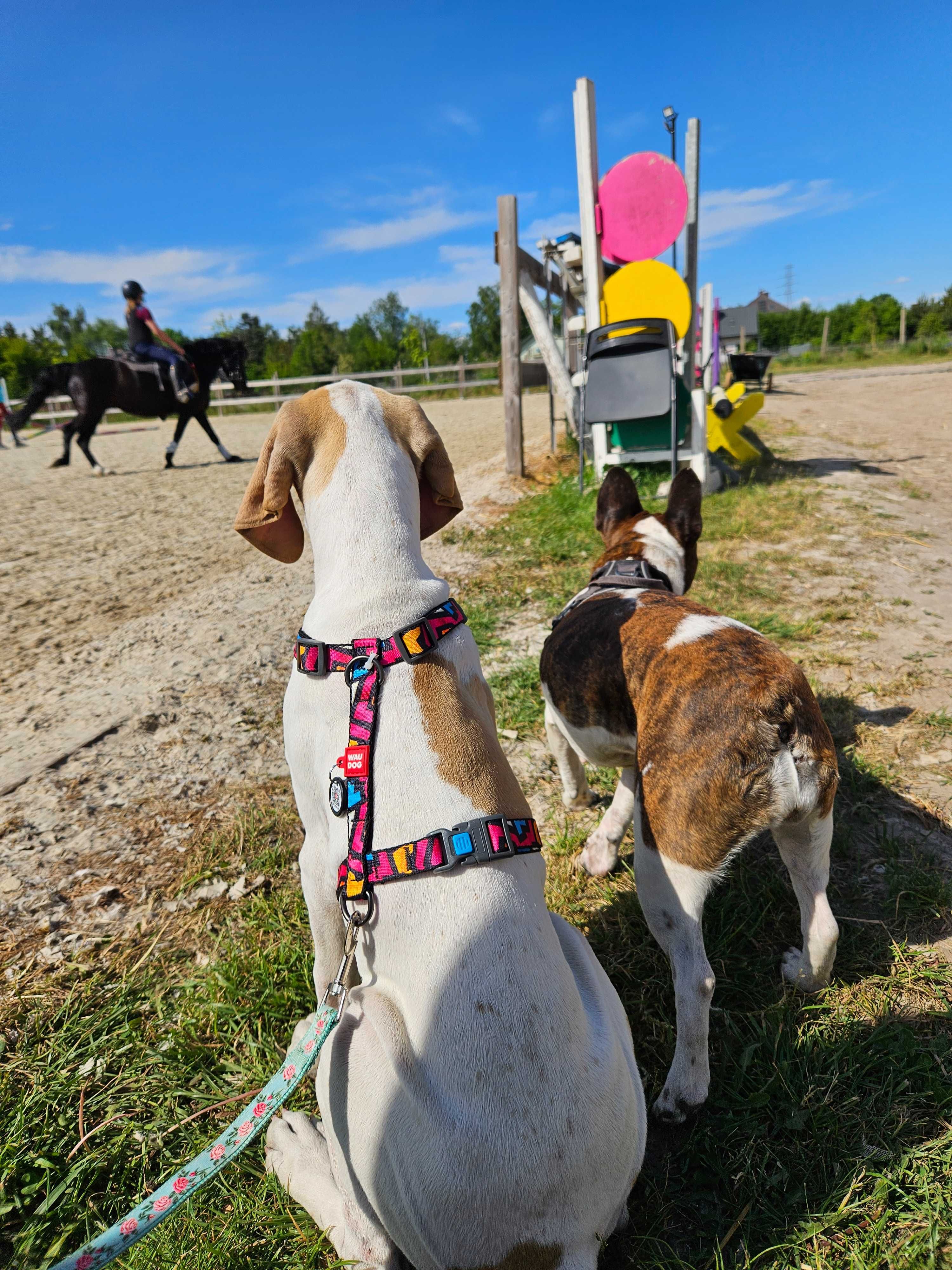 Szczenię English Pointer , Hodowla FCI z 24 letnim doświadczeniem