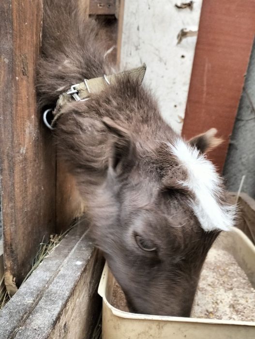 Продам недорого козу .Камеруноламанчу.