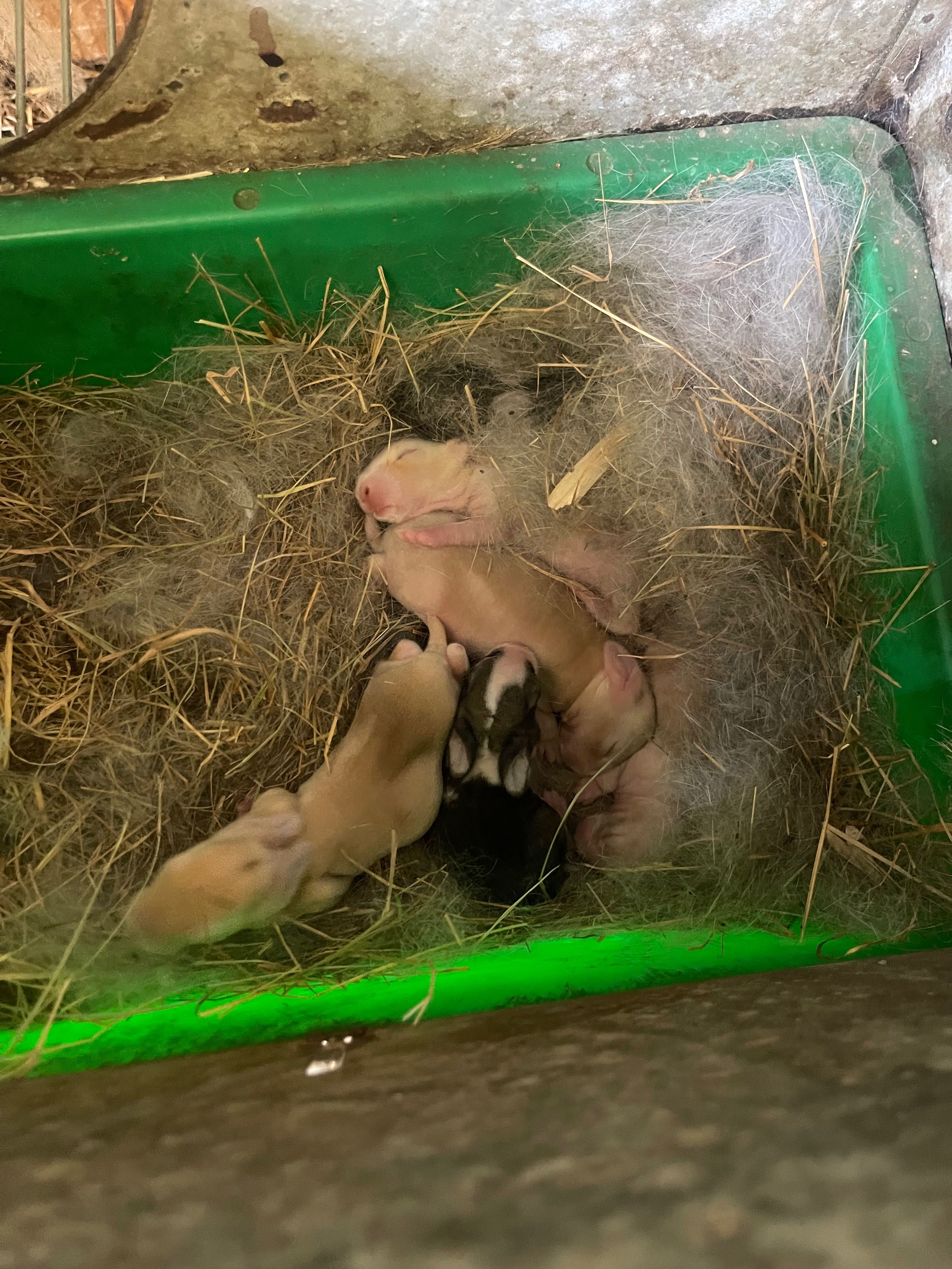 Vendo coelhos vivos