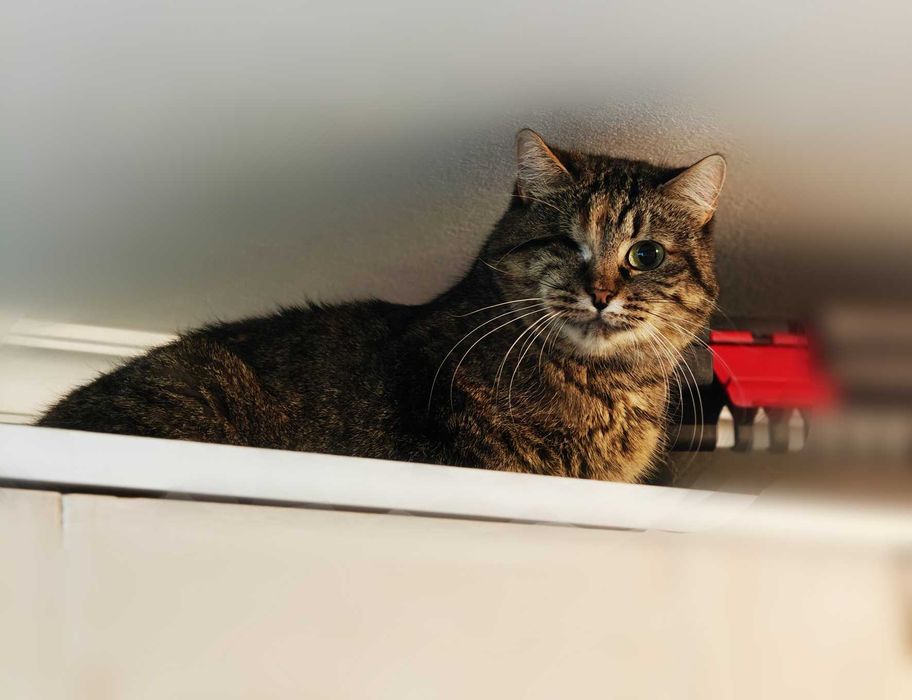 Кішка Єва 1,5 роки шукає дім.