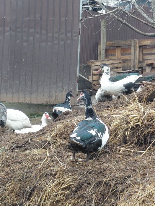 Продам уток шипуни