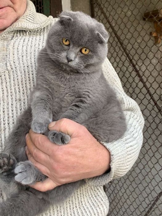 Шотландське кошеня, котик