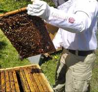 Sprzedam ule Dadanta, produkty pszczele