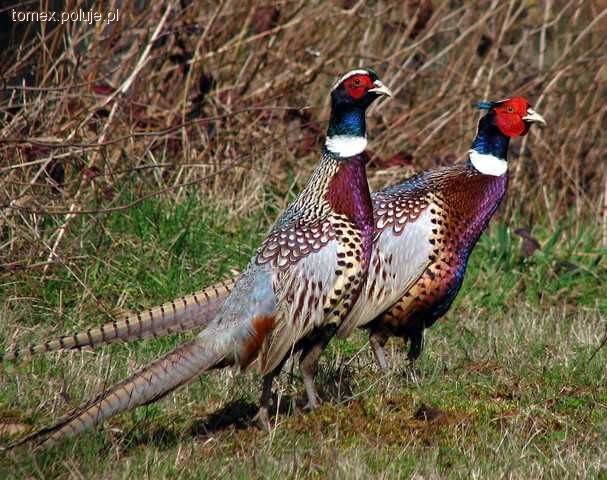 Bażant polny łowny