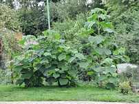 Paulownia cesarskie drzewko szczęścia