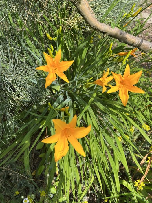 Лилейник цвет ассорти