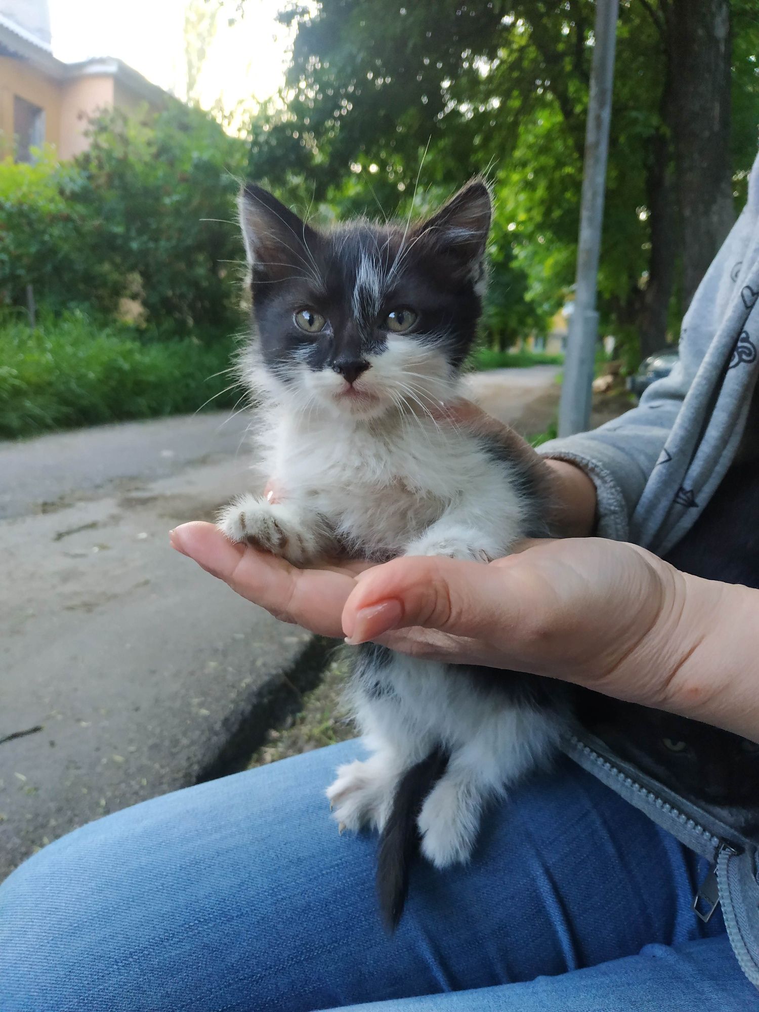 Котята автомобилисты!!!