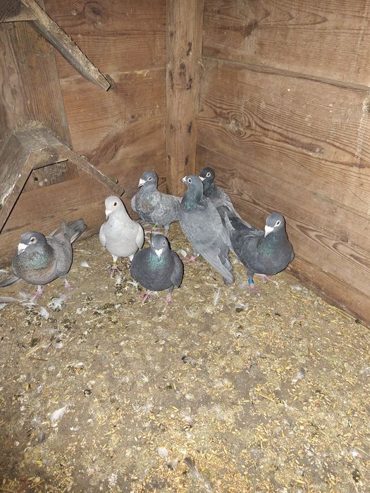 Goelebie pocztowe kolorowe