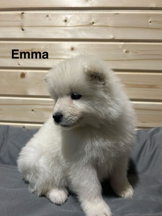 Suczka  Emma Samoyed