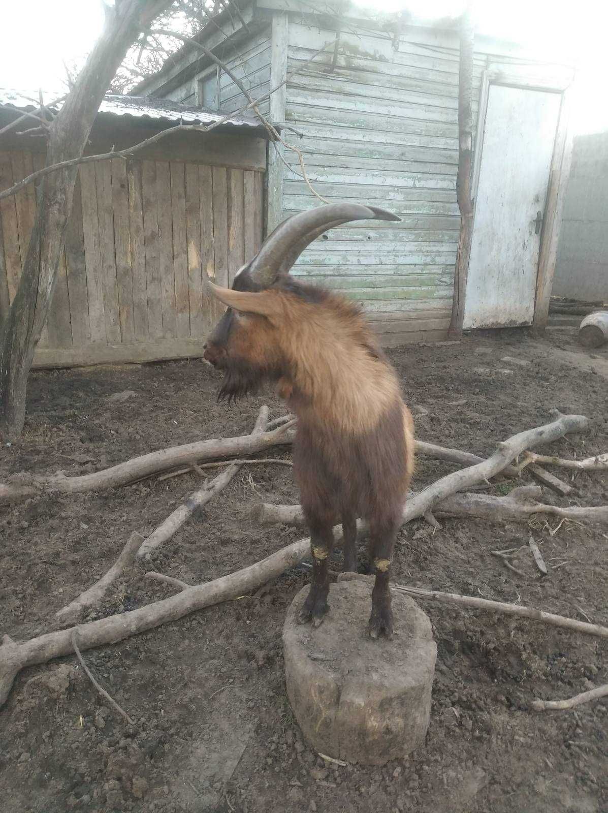 Молодой 100% альпийский козел, один год.