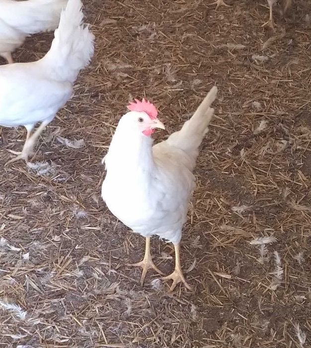 Kury Leghorn Leghorny Nioski 23tyg Wysyłka