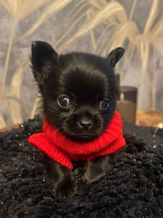 Gizmo długowłosy czarny chłopak