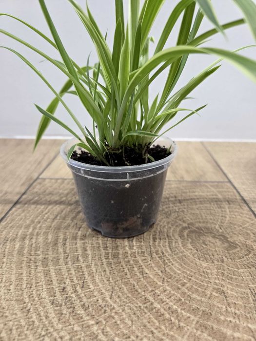 Хлорофітум. Самовивіз