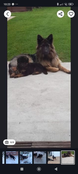 Owczarek Niemiecki Długowłosy szczenięta