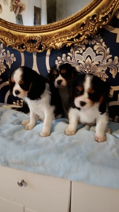 Cavalier King Charles Spaniel pies