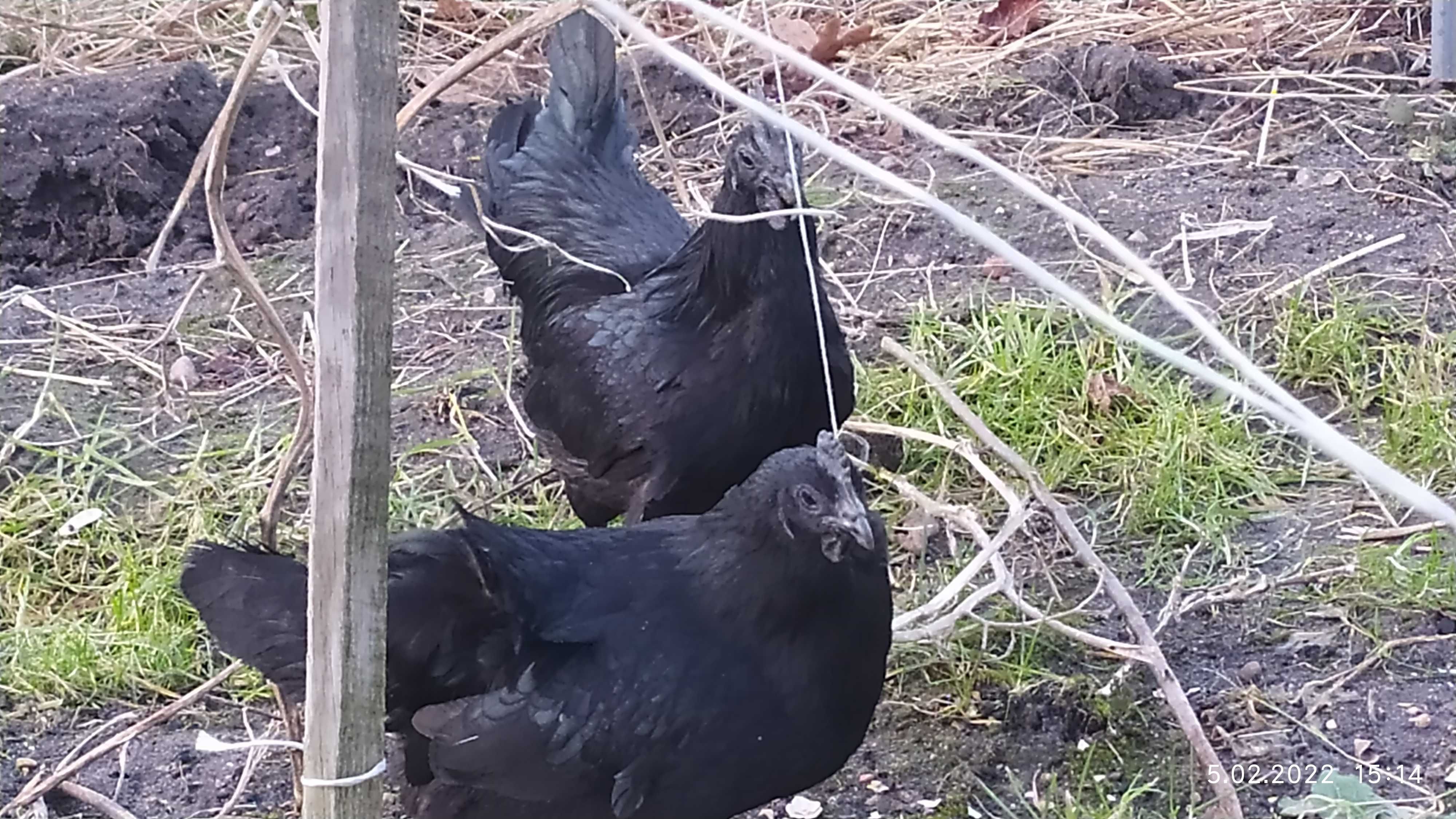 Jajka lęgowe od ayam cemani