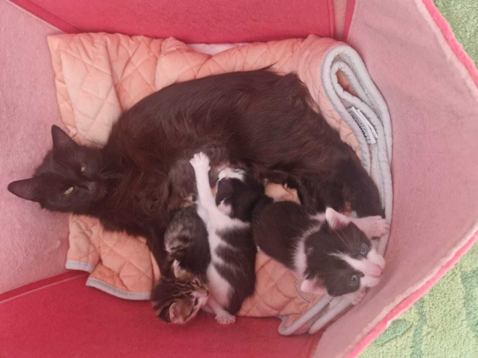 Kotka i kocięta do oddania w dobre ręce – za darmo!