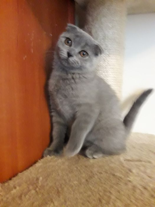 Kocurek szkocki fold