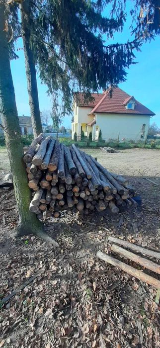 Stemple budowlane sosna 100 sztuk