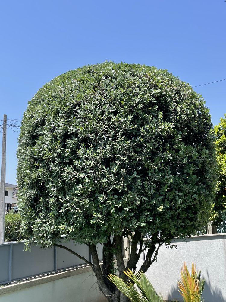 Serviços de jardinagens