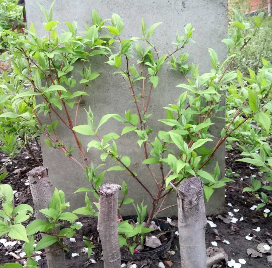 Дейція «Strawberry fields» та дейція витончена, кущі різних розмірів