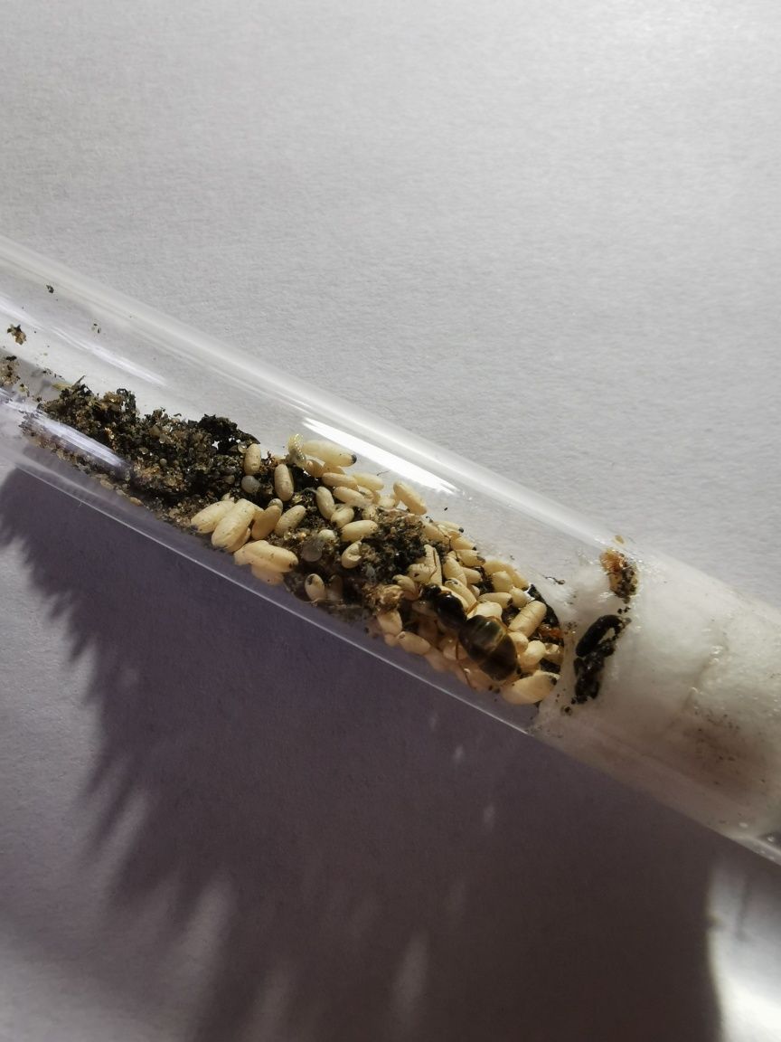 Lasius Flavus 1Q +40poczwarek