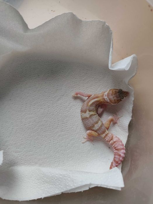 Sprzedam młodą samiczkę gekona lamparciego