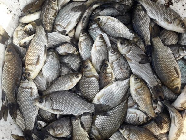 Karaś, japoniec, na żywca