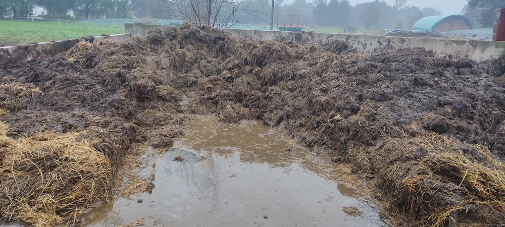 Obornik bydlęcy od krow dostawy 25 ton tresciwy
