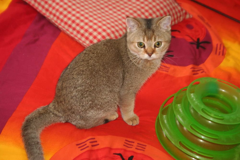 Золотий хлопчик стане вашем улюбленцем