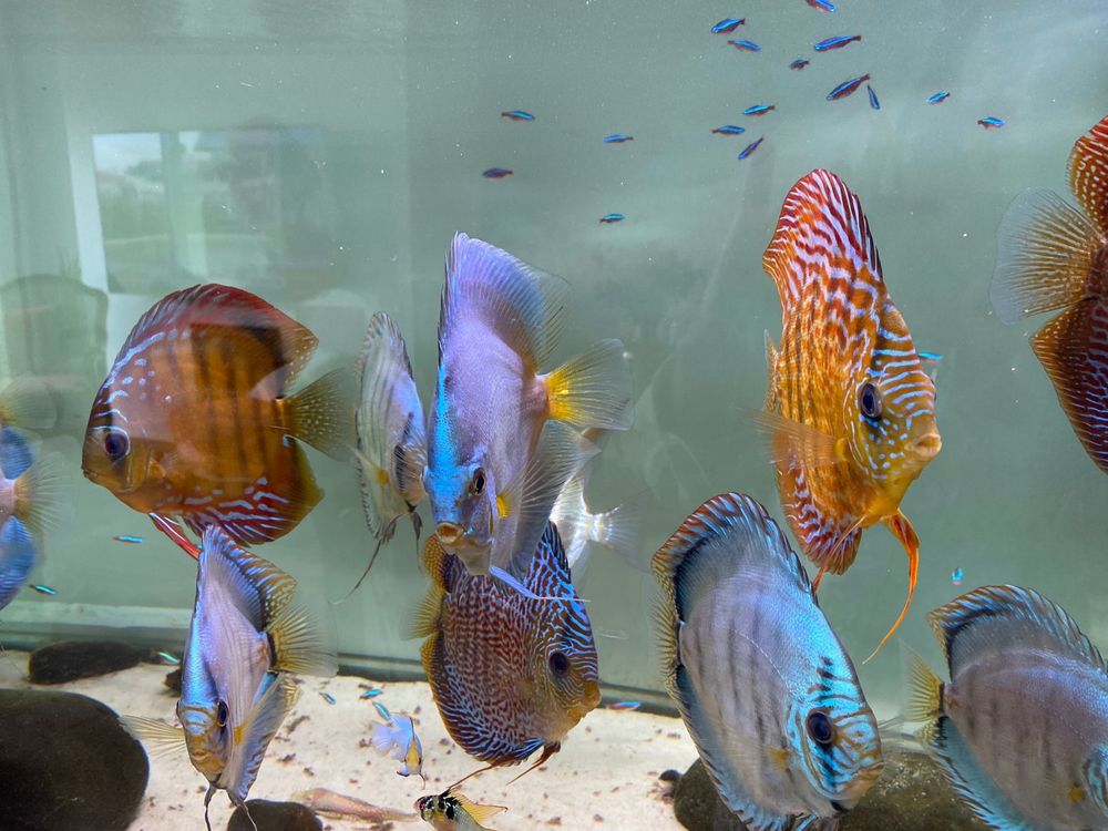 Discus Asiáticos