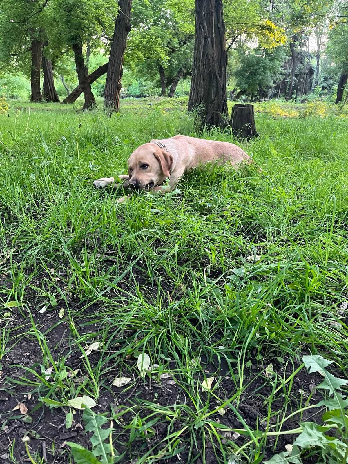 Отдам собаку в добрые руки